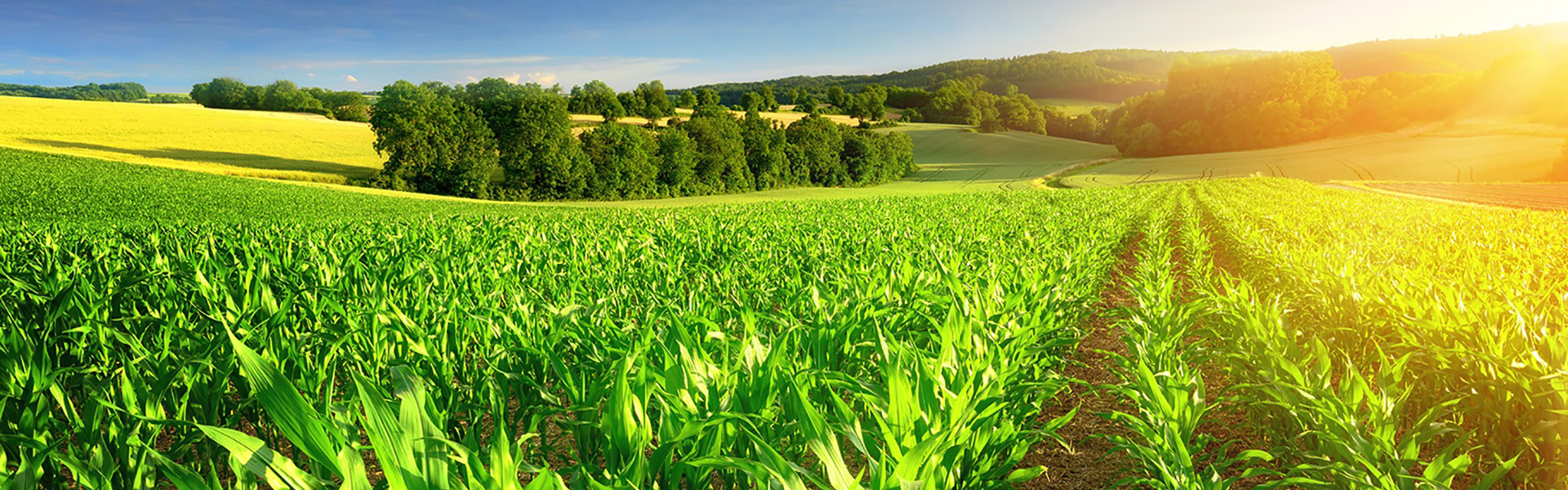 banner1.jpg banner1.jpg