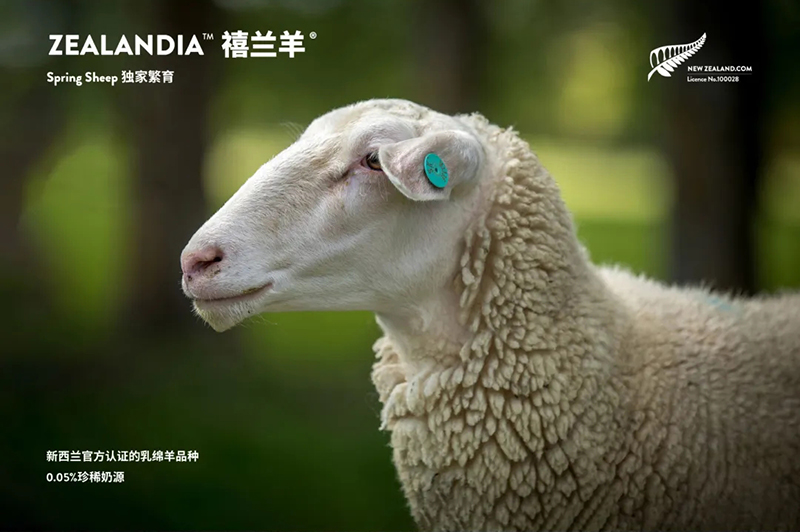Spring Sheep���dȫ�d����׃��̷�����^ע���@�G����CBME05.jpg