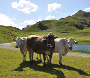 奧地利吉特士牧場(chǎng)