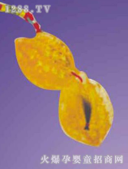 �ۼь����ͺ�����̥ë��